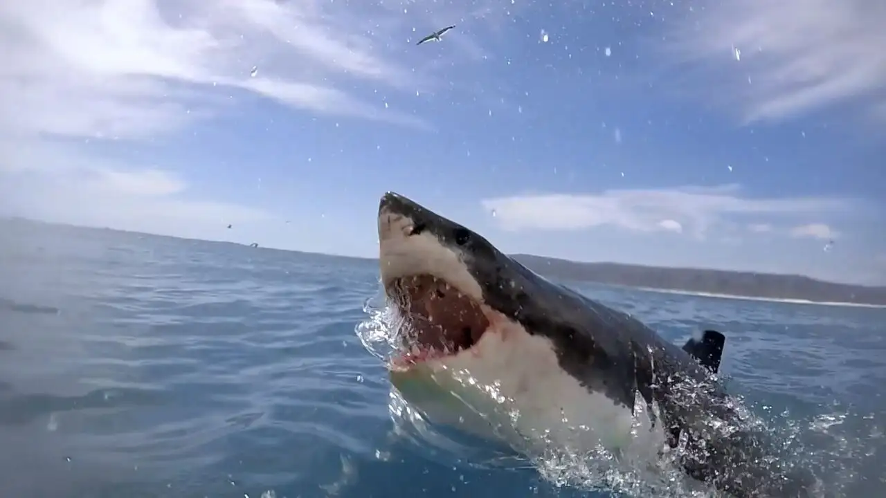Requin-bouledogue requin dangereux - Saison 1 – image d’arrière-plan