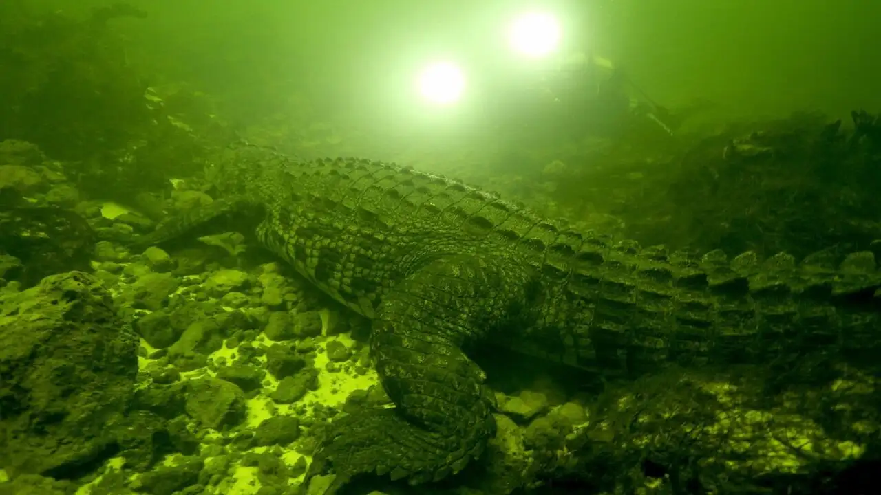 Okavango : mission crocodiles – image d’arrière-plan