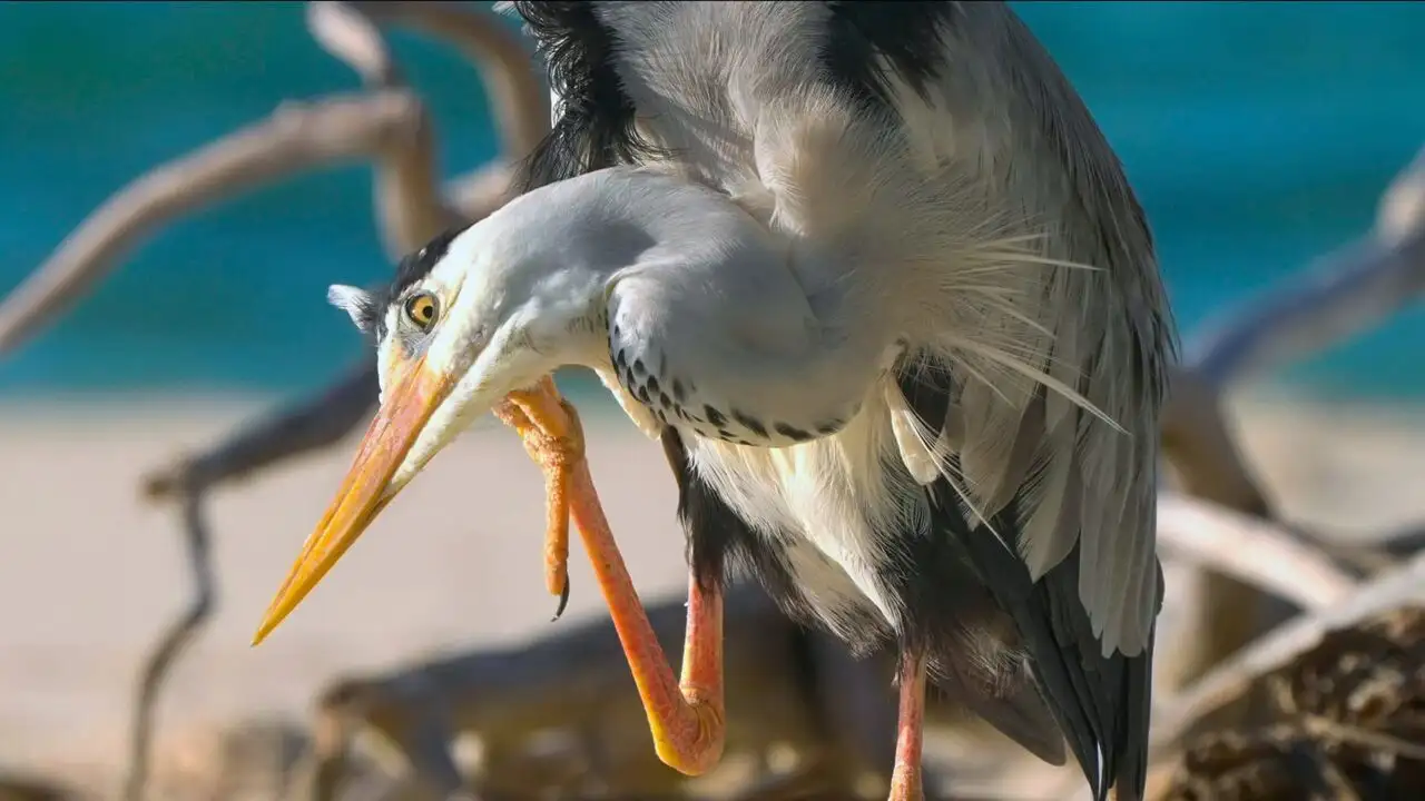 Les Seychelles : Un joyau de la nature – image d’arrière-plan
