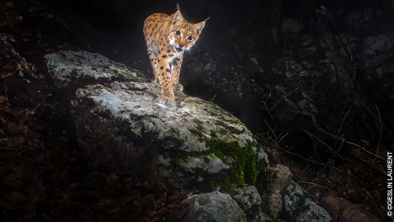 Le retour fragile du lynx – image d’arrière-plan