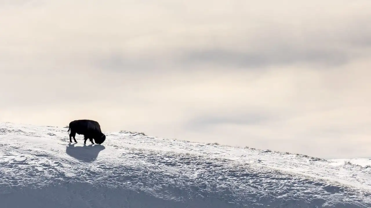 A la reconquête des Rocheuses - Saison 1 - Des terres d'accueil pour les bisons – image d’arrière-plan