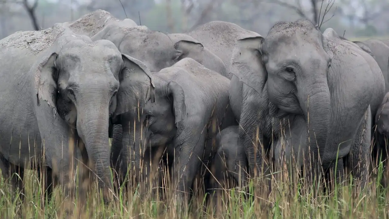 Destination Wild : L'Inde à l'état sauvage - Inde, les rois de la jungle – image d’arrière-plan