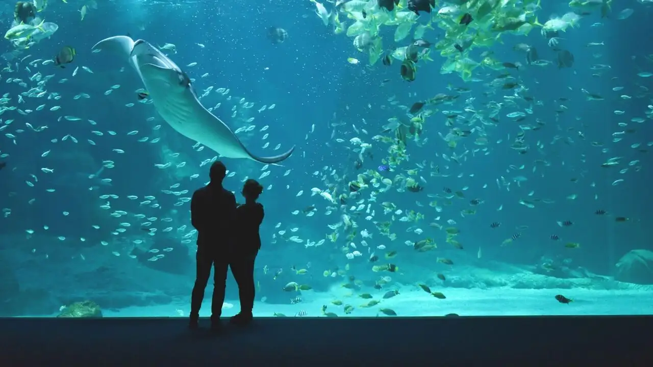 Nausicaá, dans les coulisses du plus grand aquarium d'Europe - Saison 1 – image d’arrière-plan
