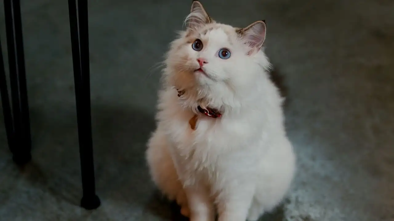 Un Noël chatoyant ! – image d’arrière-plan