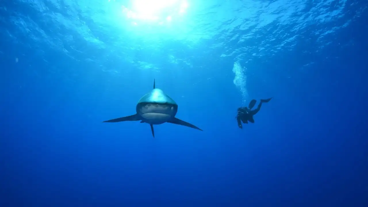 Le mystère du requin géant - Saison 1 – image d’arrière-plan