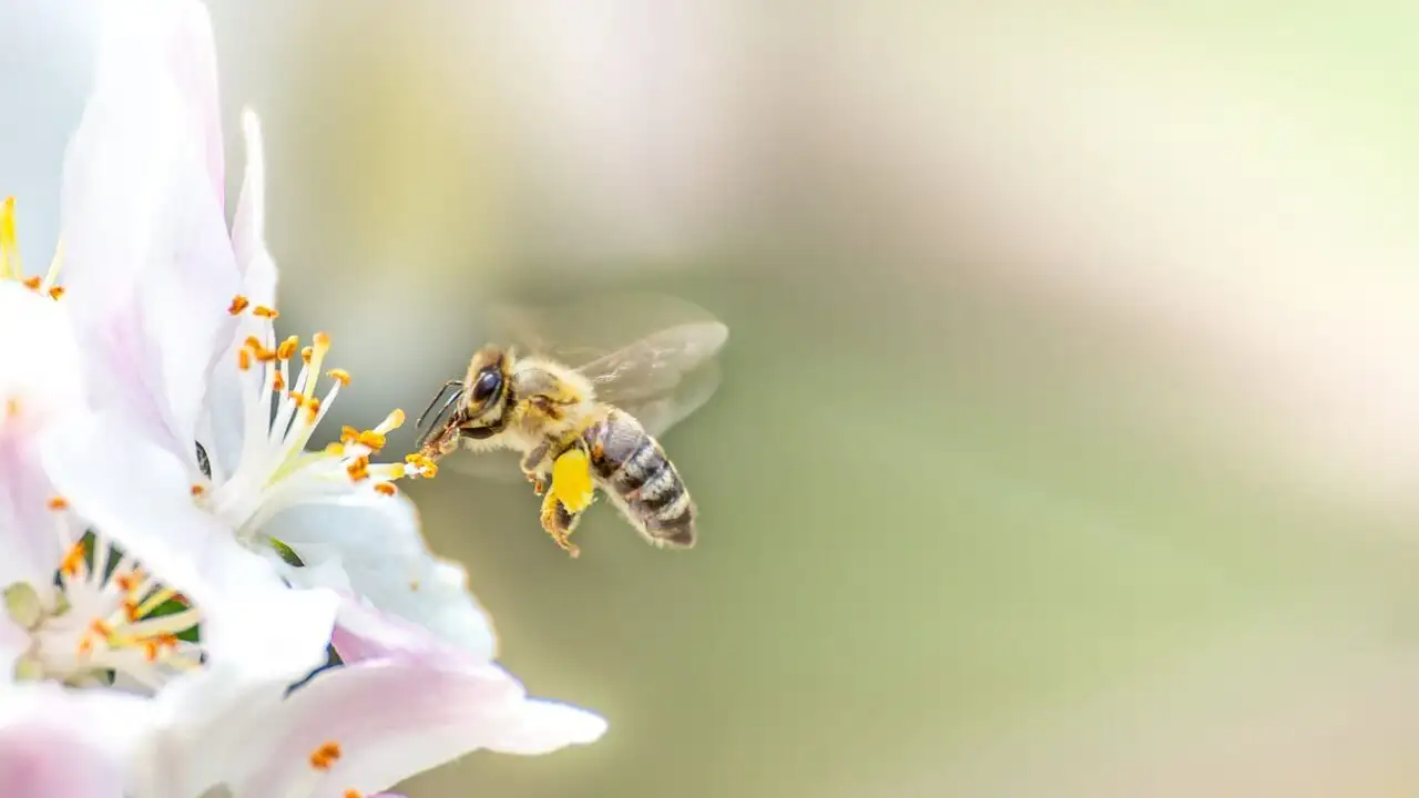 Les abeilles, sentinelles de la planète – image d’arrière-plan