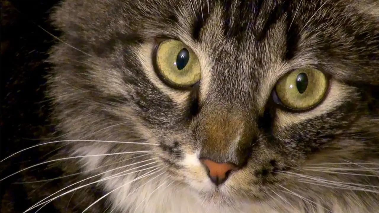 Heureux comme un chat – image d’arrière-plan