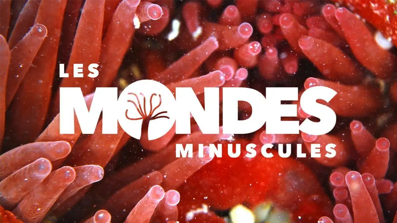 Les mondes minuscules - Tempête sur la dune – image d’arrière-plan