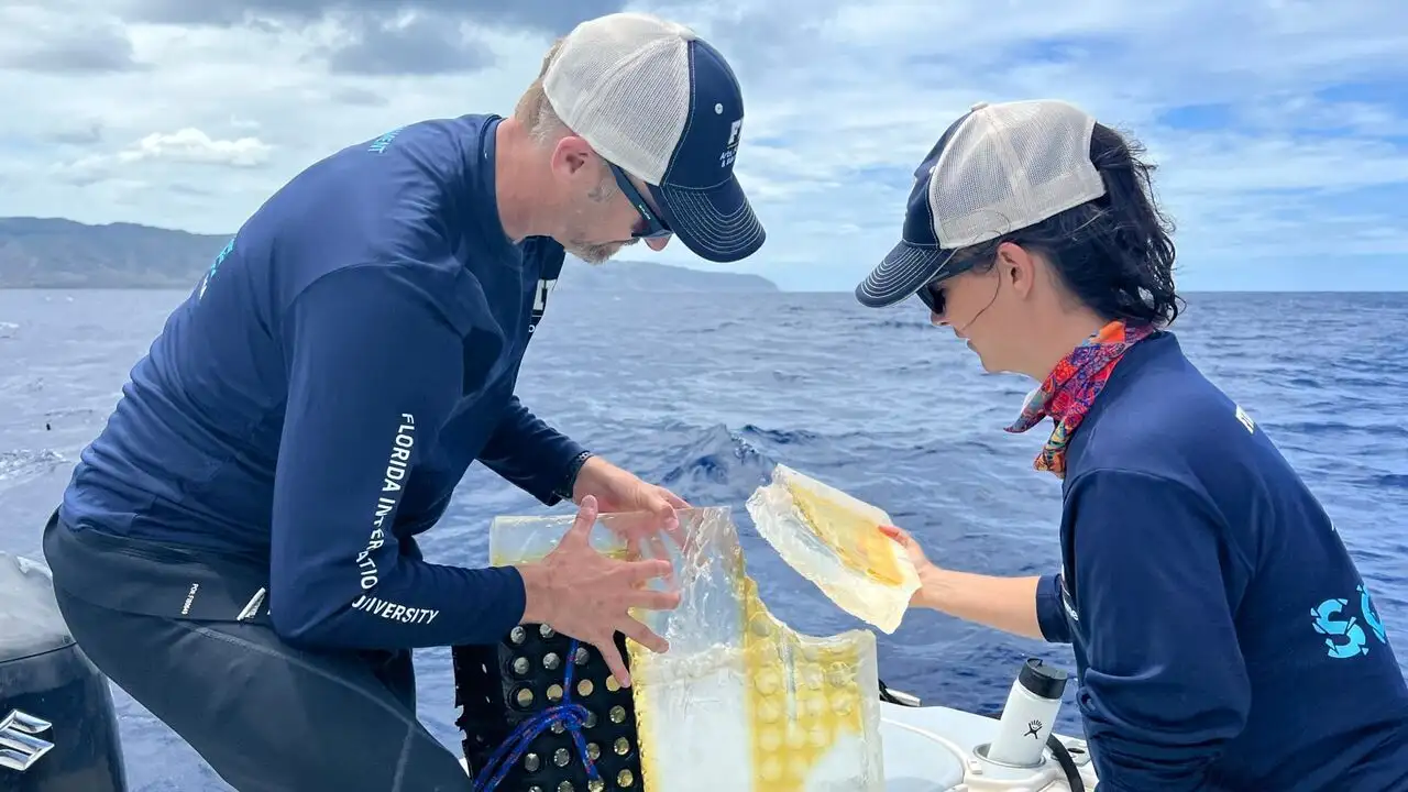 Sharkcano: Hawaii - Saison 1 – image d’arrière-plan
