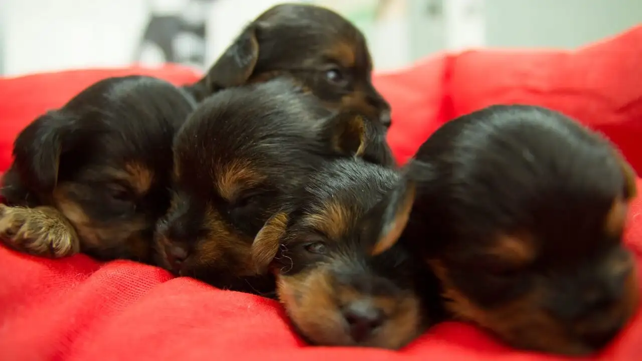 Pete Wicks : Pour l'amour des chiens ! - Saison 1 - Dave et Olive – image d’arrière-plan