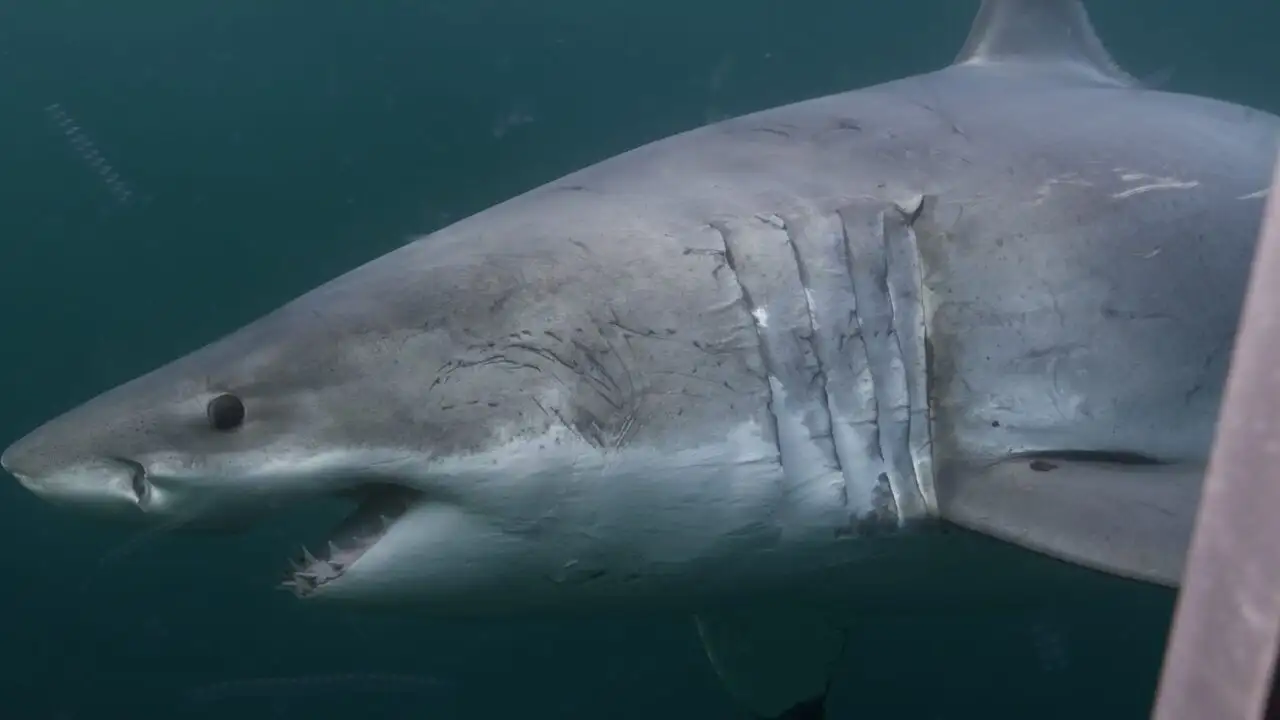 Les requins du Grand Nord – image d’arrière-plan