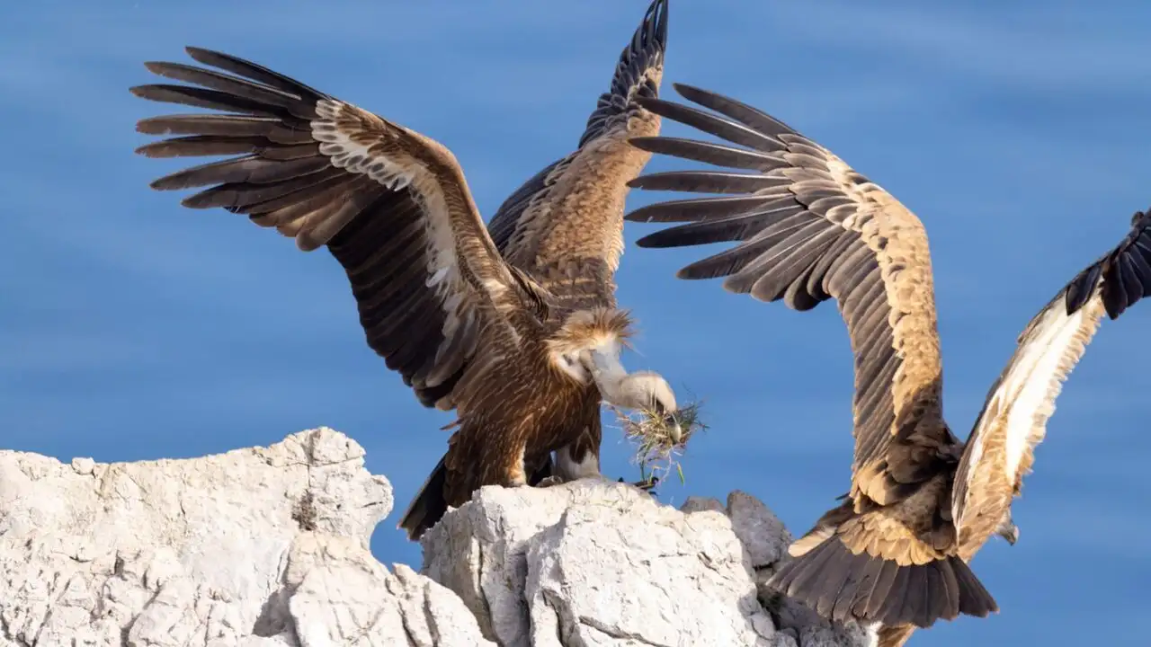 Merveilles de la côte croate : Le littoral sauvage – image d’arrière-plan