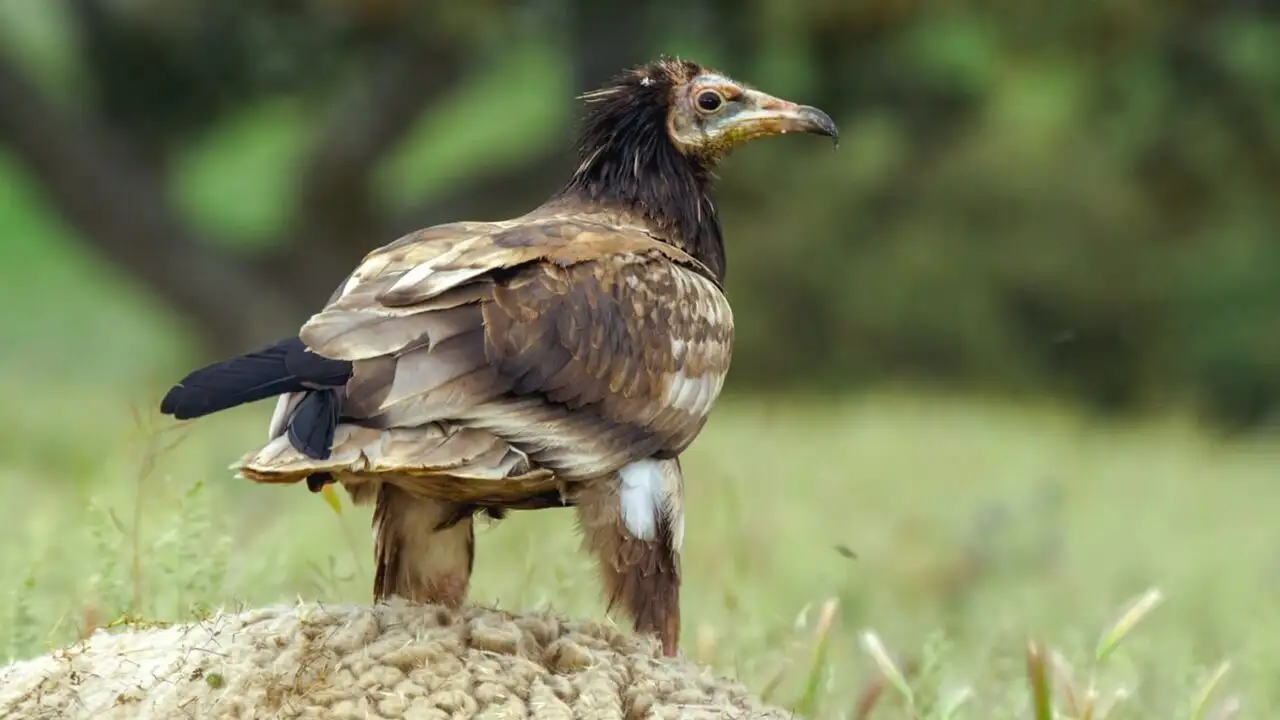 Les animaux guérisseurs - Gérer le stress – image d’arrière-plan
