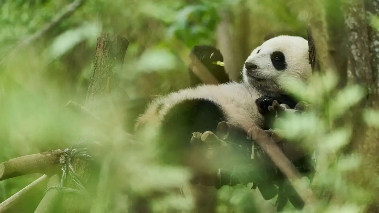 Moon le panda – image d’arrière-plan