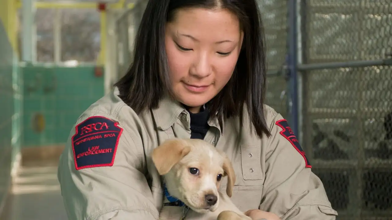 Animal cops Philadelphia - Saison 17 - A la rescousse – image d’arrière-plan