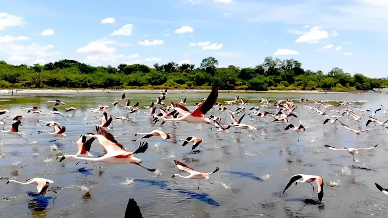 Le Paraguay sauvage - Le Sud – image d’arrière-plan