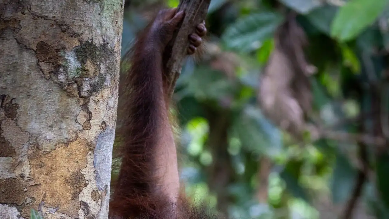 Orangs-outans : nos frères de la forêt - Dans la jungle de Bornéo – image d’arrière-plan