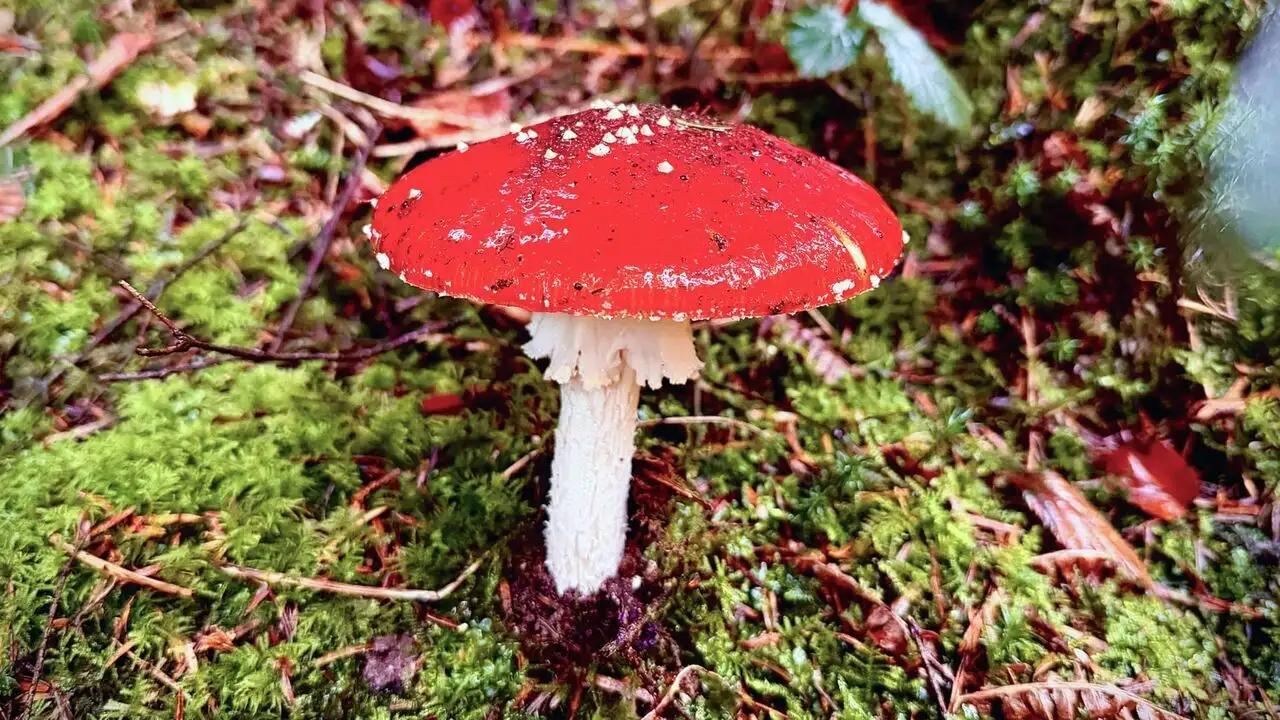 L'amanite tue-mouche : Champignon mythique ou toxique ? – image d’arrière-plan