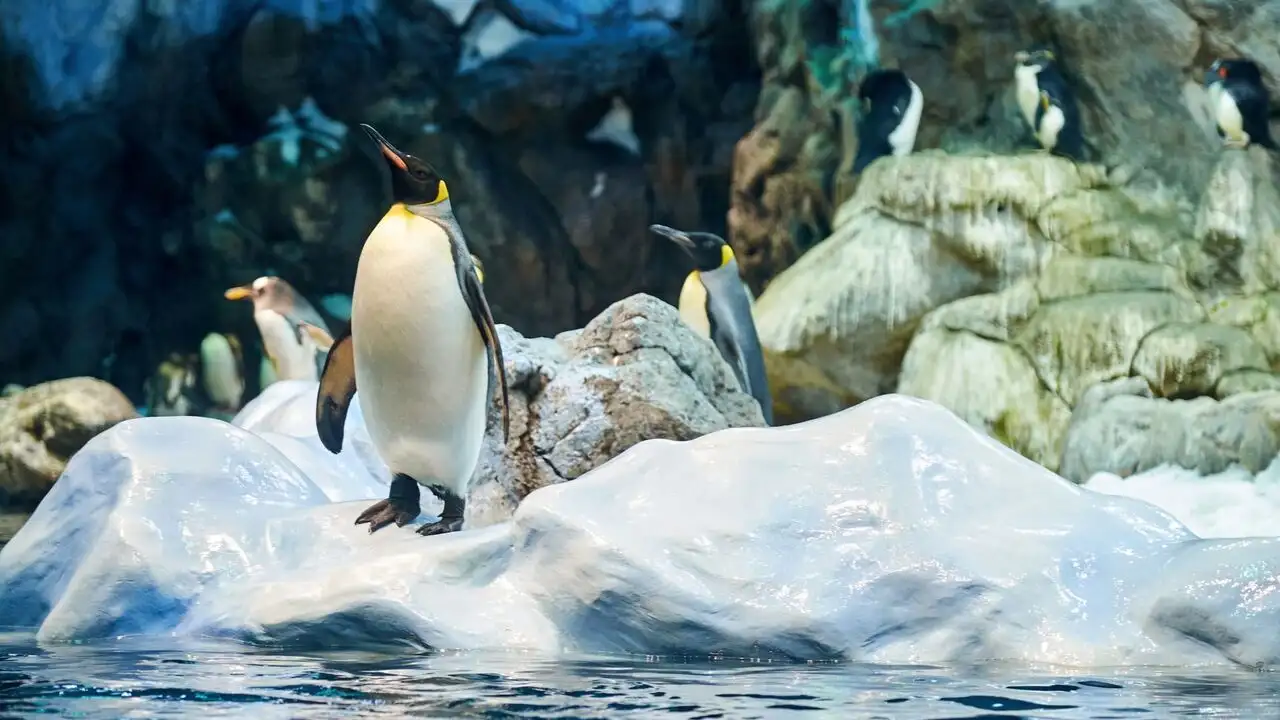 Zoo : dans les secrets des naissances extraordinaires – image d’arrière-plan