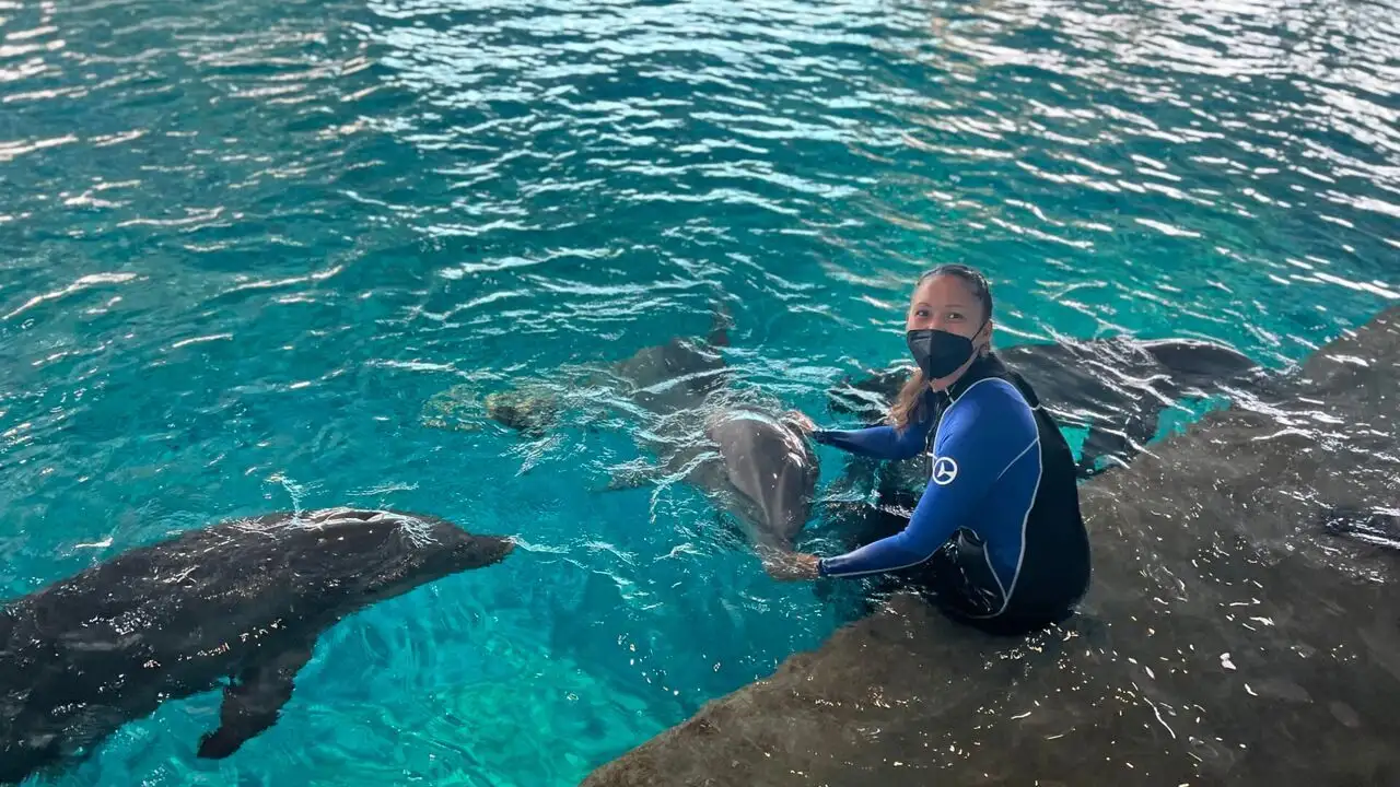 Requins vs Dauphins – image d’arrière-plan