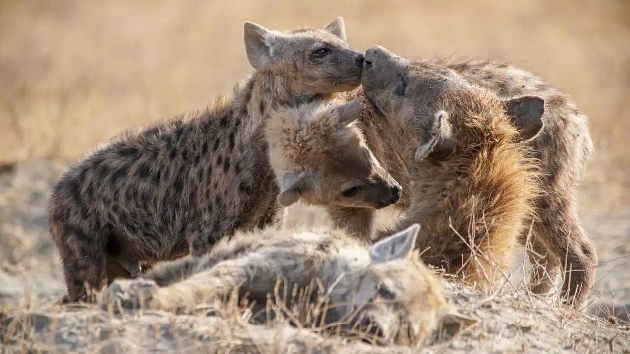 Quand les femelles ont le pouvoir : le matriarcat dans le monde animal - Saison 1 – image d’arrière-plan