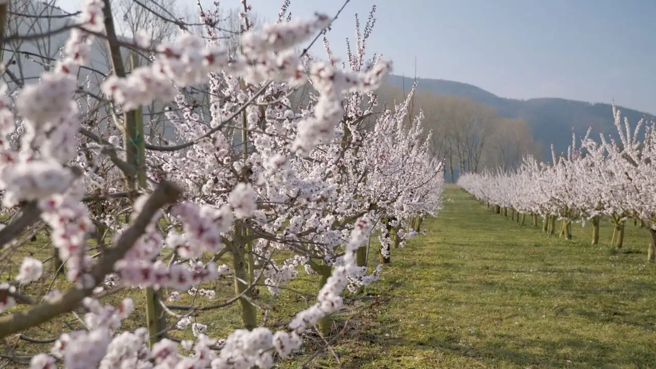 Les abricots de la Wachau en Autriche - Episode 01 – image d’arrière-plan