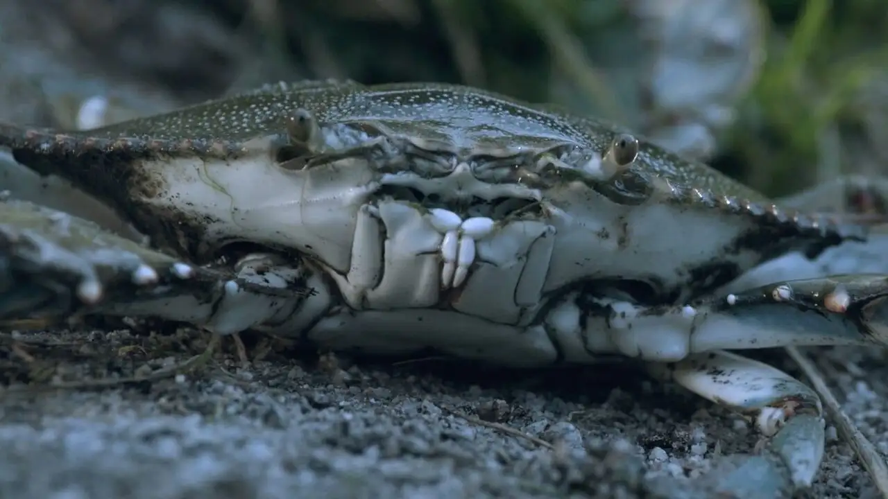 Panier de crabes – image d’arrière-plan