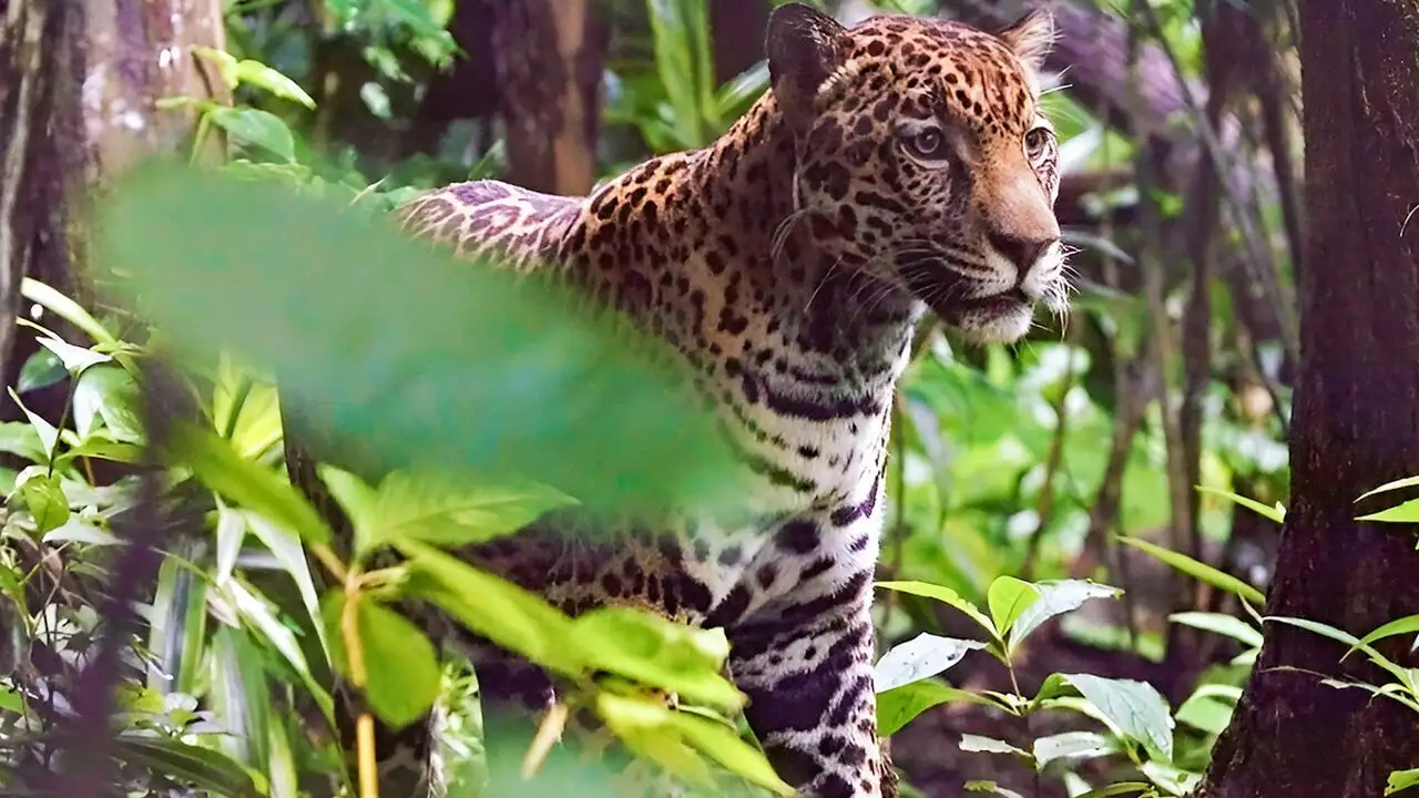 Les animaux, sauveurs des forêts tropicales - Les alliés de la forêt – image d’arrière-plan
