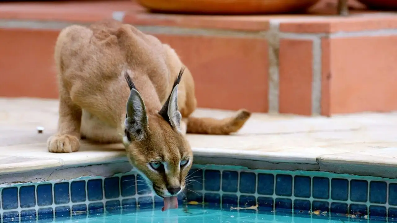 Caracal : La société du chat solitaire – image d’arrière-plan