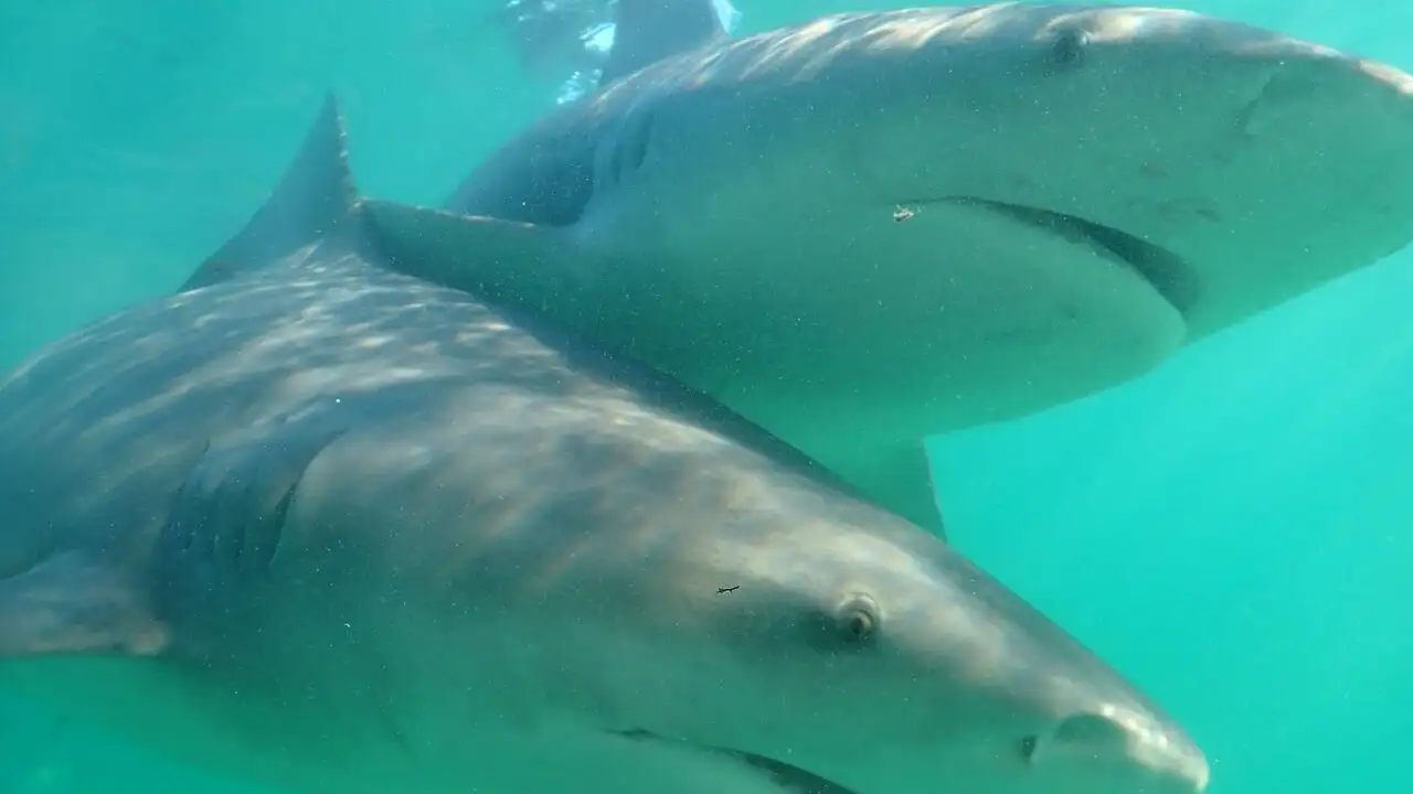 Requins-bouledogues vs requins-marteaux - Episode 01 – image d’arrière-plan