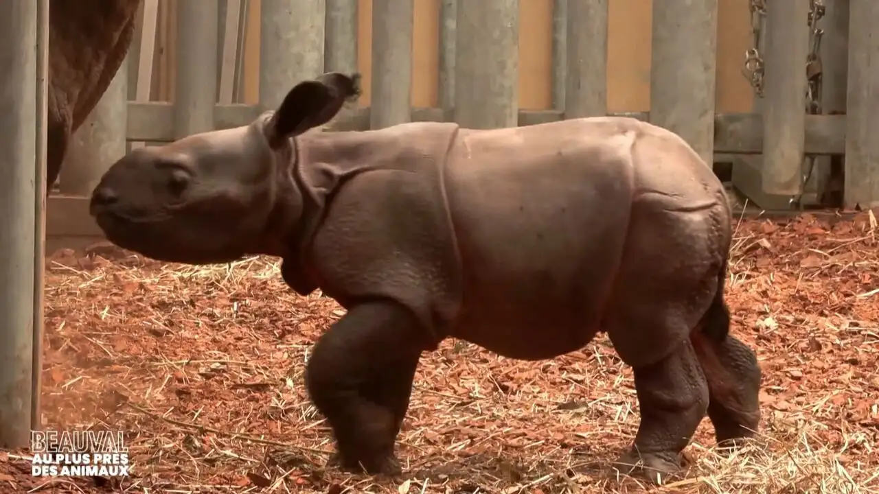 Beauval, au plus près des animaux - Saison 1 - Naissances exceptionnelles – image d’arrière-plan