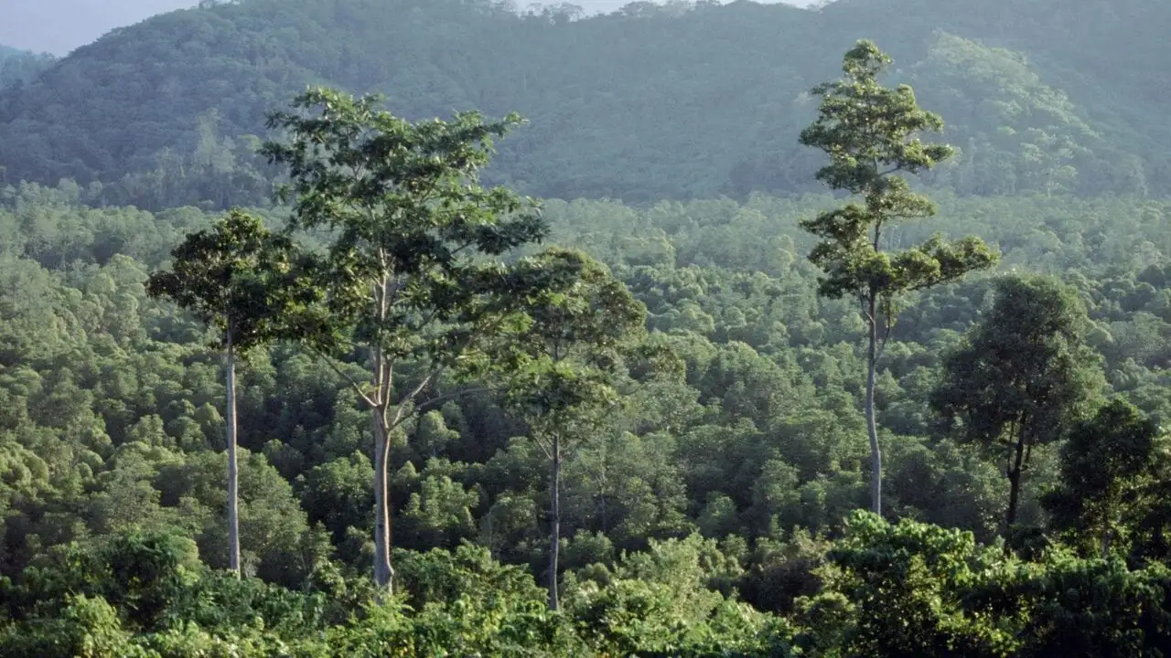 Equator's Wild Secrets - Saison 1 - Déluge en Amazonie – image d’arrière-plan