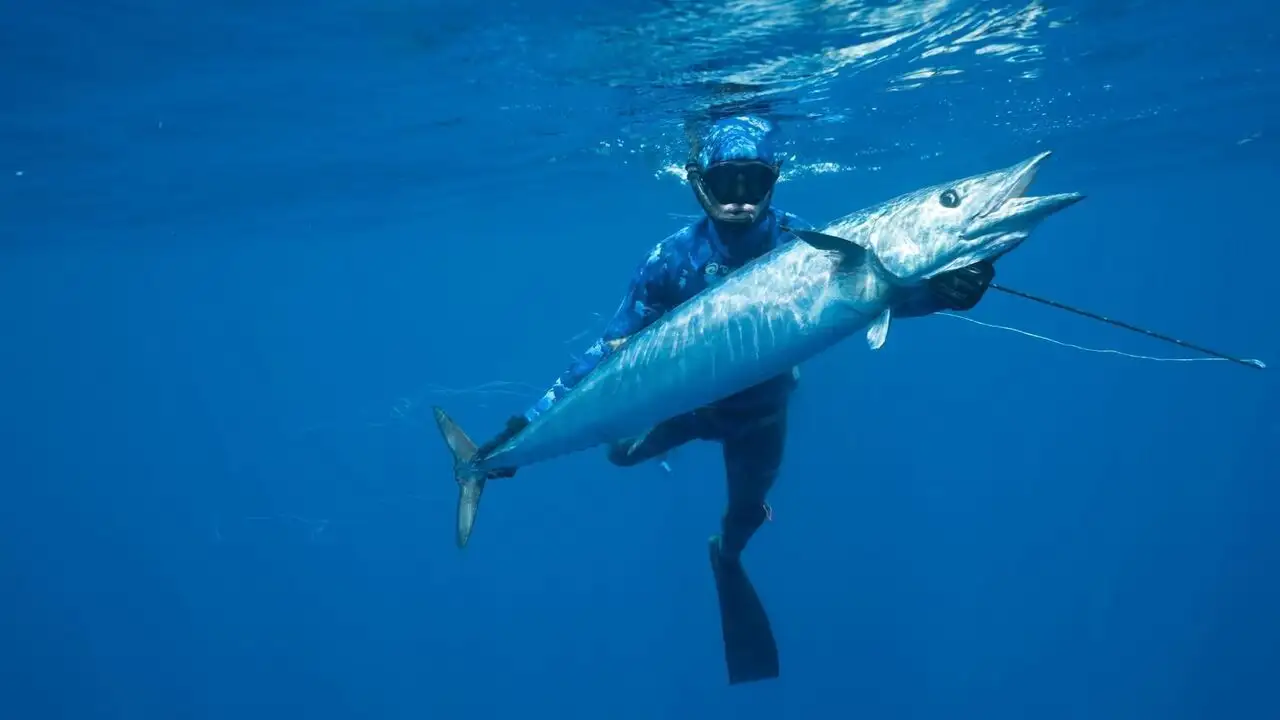 Requin vs thon - Episode 01 – image d’arrière-plan
