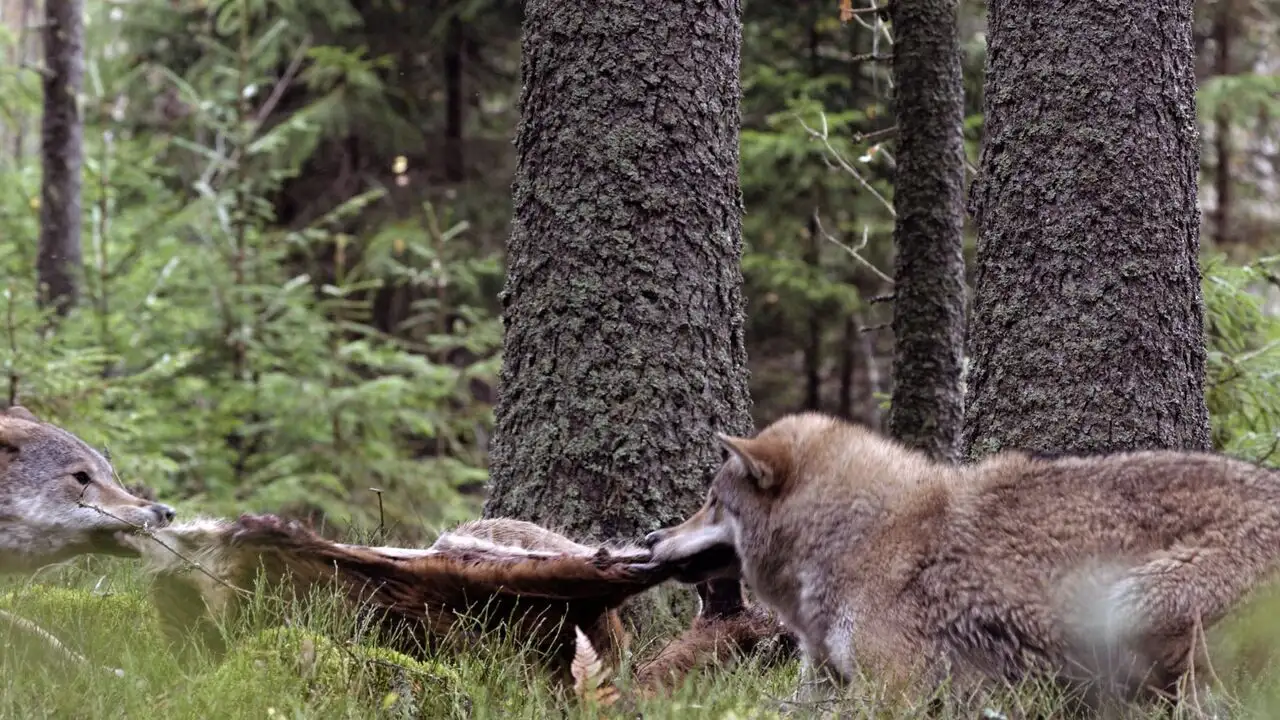 Le loup, un vagabond sans frontière – image d’arrière-plan