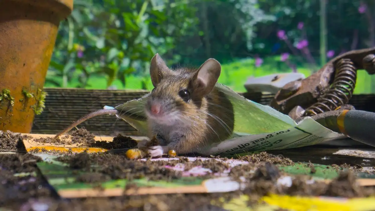 La vie secrète des jardins britanniques - Saison 1 - Un éden en ville – image d’arrière-plan
