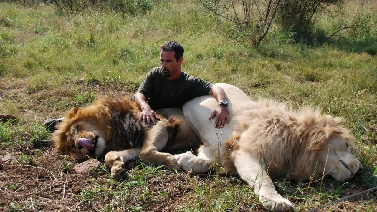Ma vie avec les lions - La descendance attaque – image d’arrière-plan