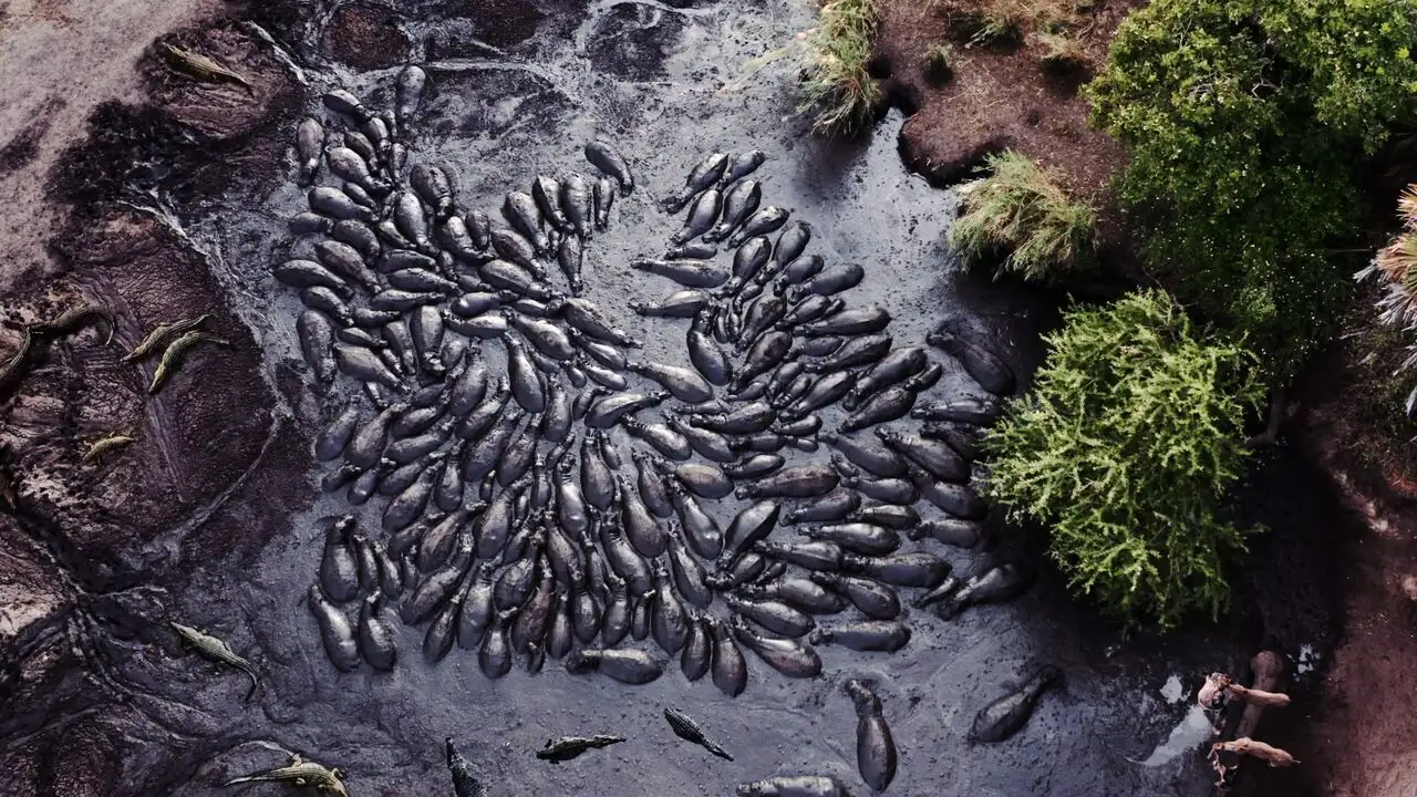 Les clans sauvages du parc de Katavi - Saison 1 - Le retour de l'eau – image d’arrière-plan