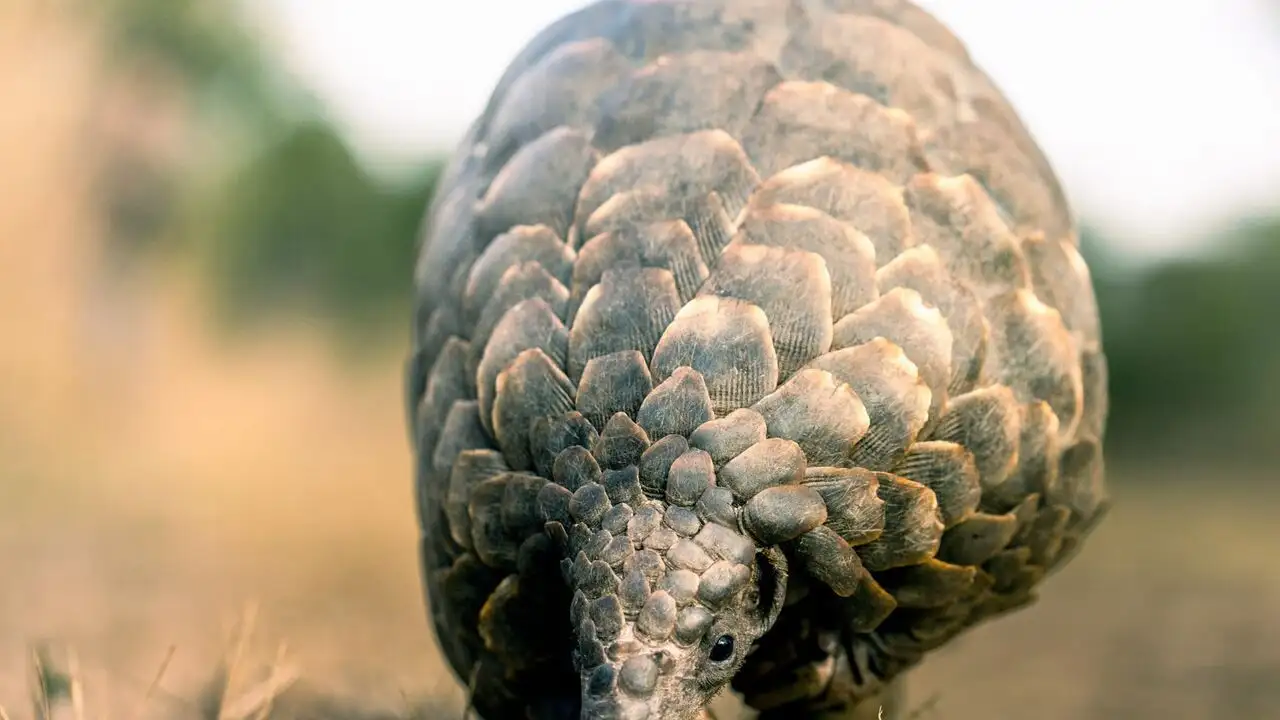 Mission pangolin : Retour à la vie sauvage – image d’arrière-plan