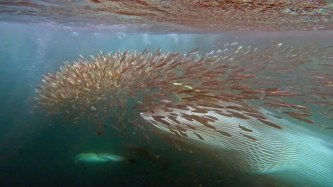 La grande migration des poissons d'argent – image d’arrière-plan