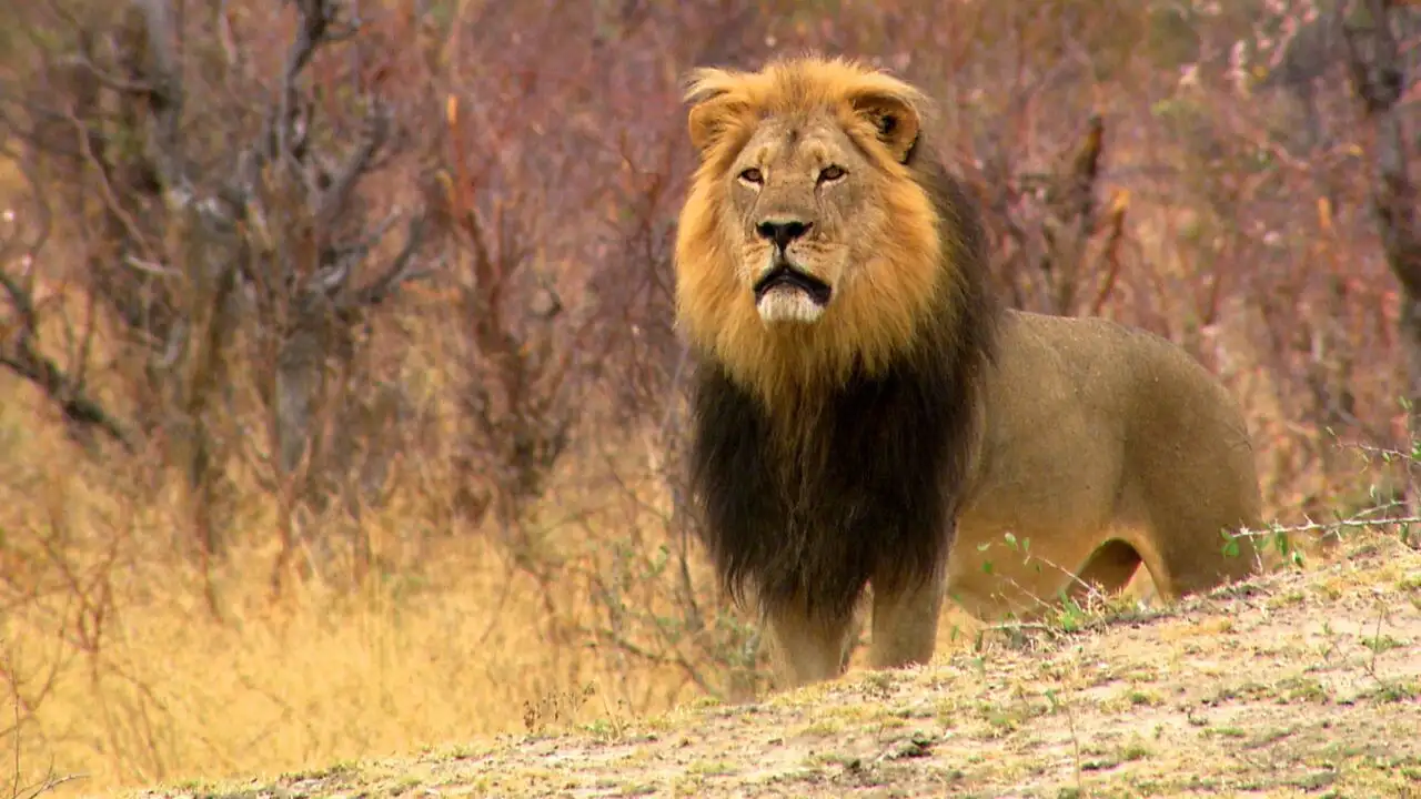Un lion né pour régner - Saison 1 – image d’arrière-plan