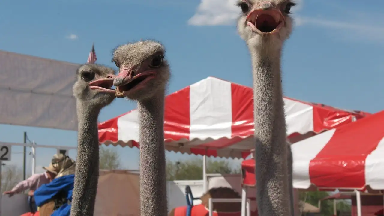 Animal Cops Phoenix - Saison 15 - Né dans une allée – image d’arrière-plan