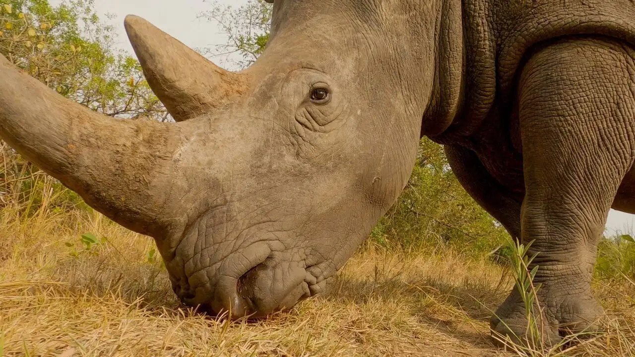 Rhinocéros : l'art d'élever sa famille – image d’arrière-plan