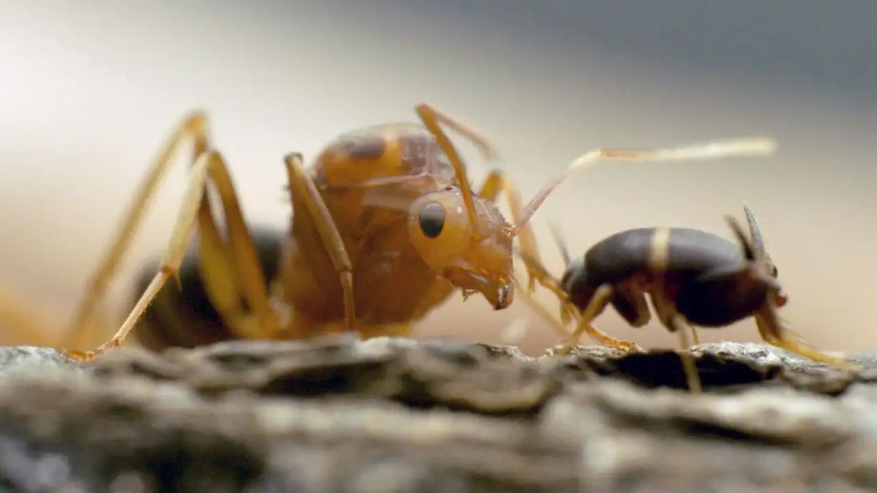 Les vrais maîtres de la Terre : Les insectes - Episode 01 – image d’arrière-plan