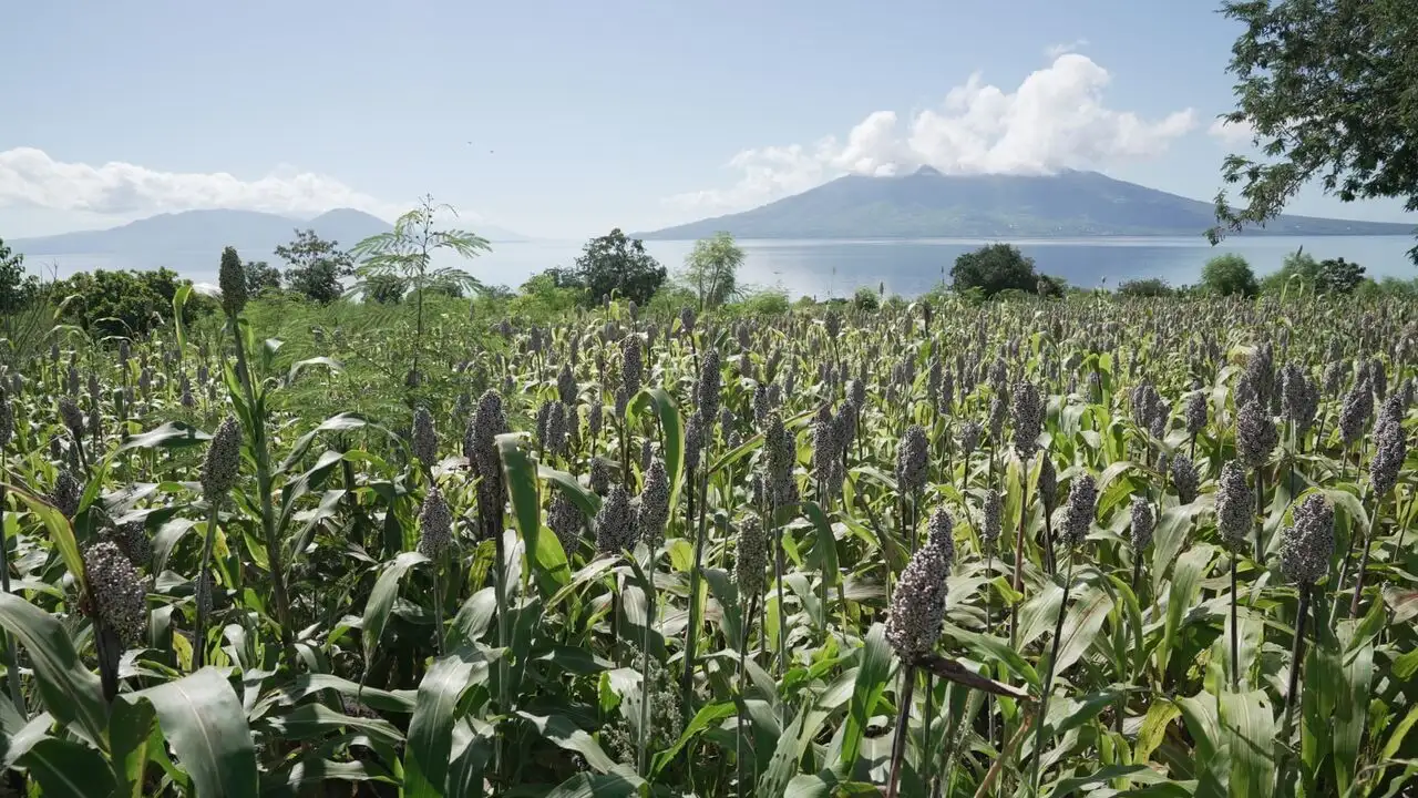 Alimentation : l'avenir en céréales ? - Philippines et Indonésie – image d’arrière-plan