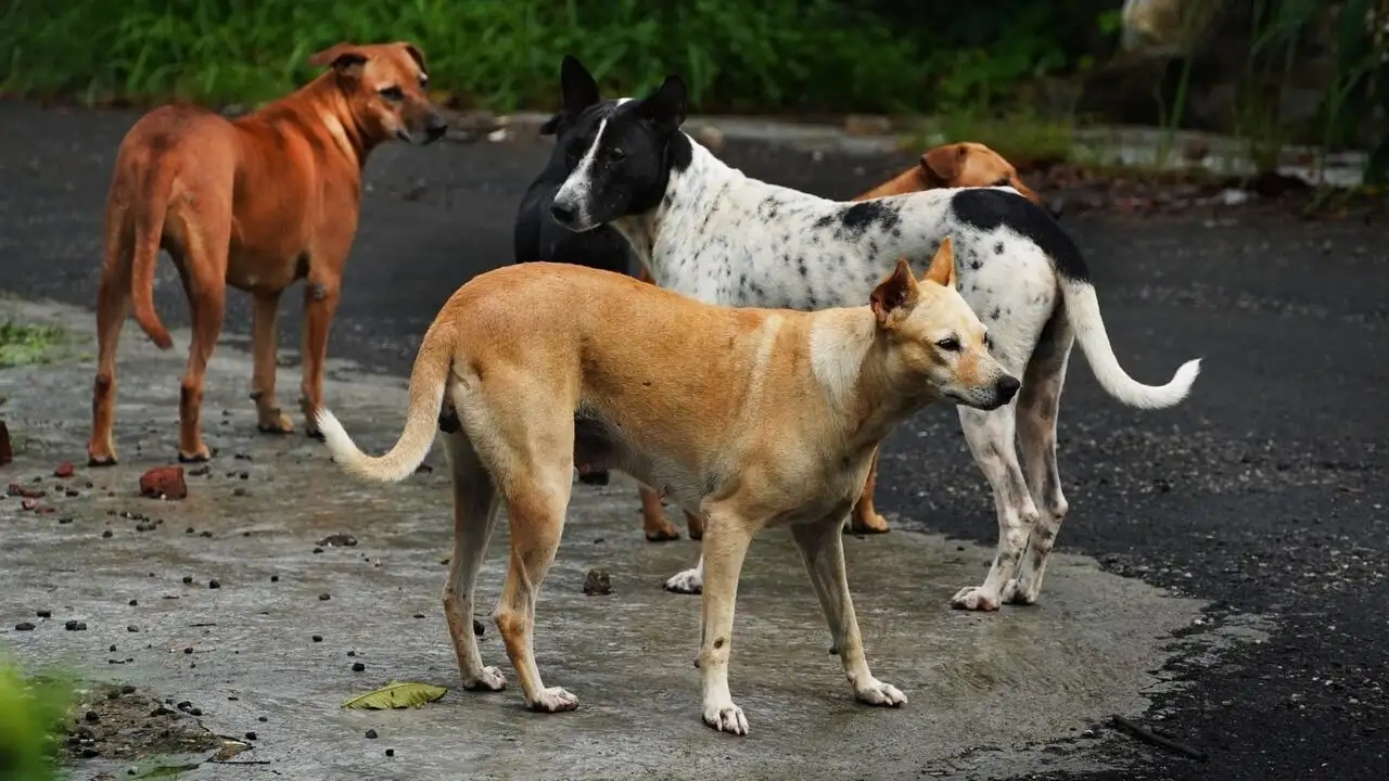 En Turquie, les chiens errants dans le viseur - Episode 12 – image d’arrière-plan