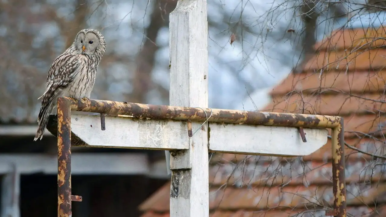 La chouette de l'Oural, reine de la nuit – image d’arrière-plan
