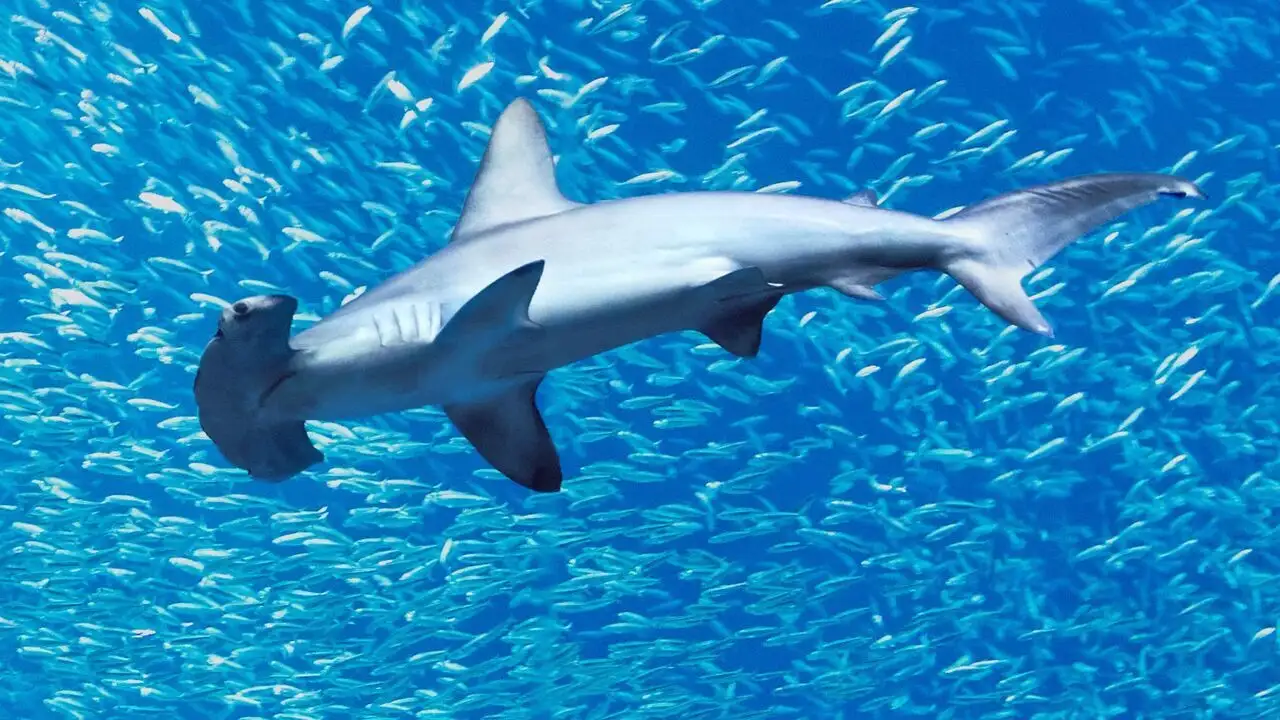 Au plus près des requins-marteaux avec Bertie Gregory – image d’arrière-plan