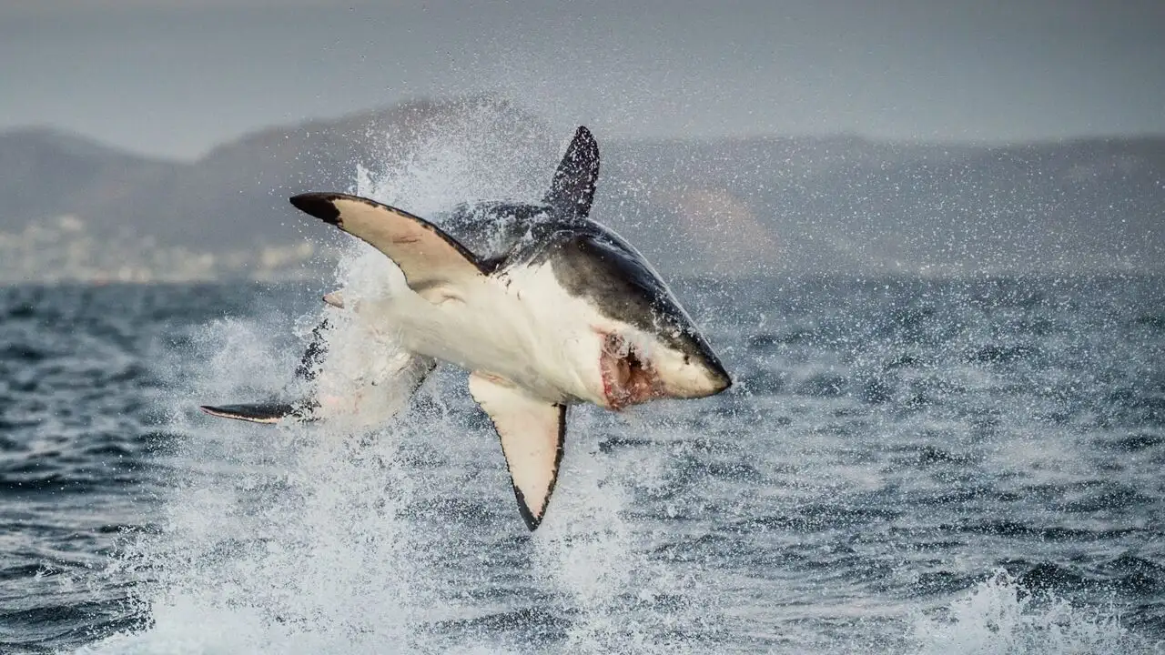 Requins à l'ère des dinosaures – image d’arrière-plan