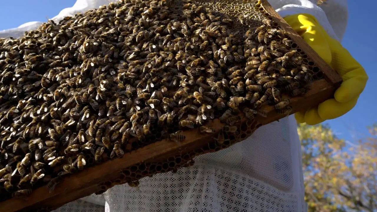 Les secrets des abeilles - Saison 1 - The Hive – image d’arrière-plan