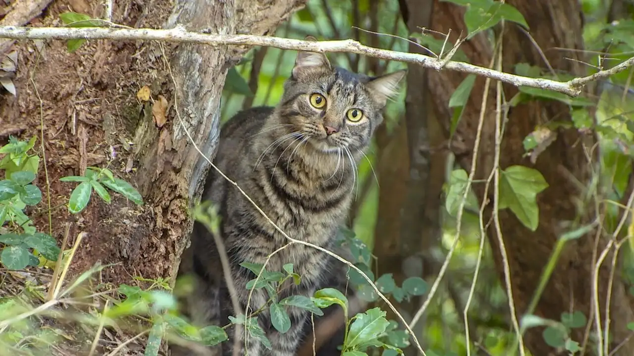 Le chat, ce tueur si mignon – image d’arrière-plan